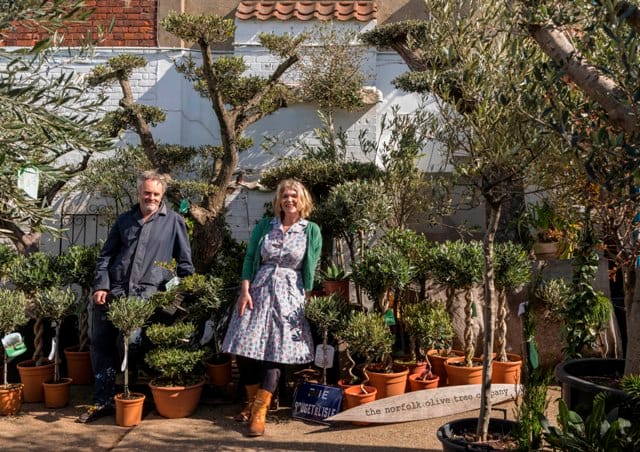 A Huge Range Of Olive Trees