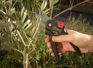 Pruning your olive