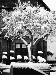 How hardy is an Olive tree? Very Hardy. Olive tree in snow