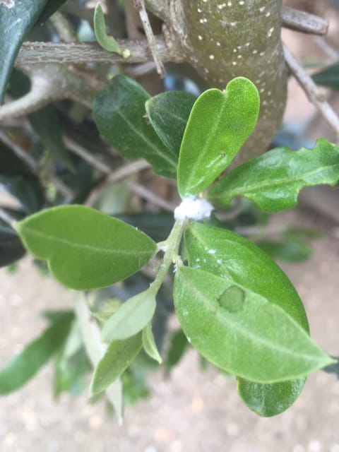 Woolly Aphid