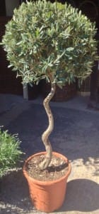 Twisted Olive growing in a pot