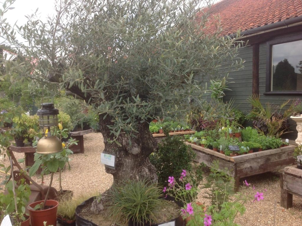 Our first olive