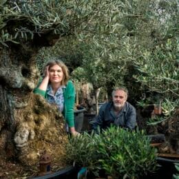 Olive Trees for Sale