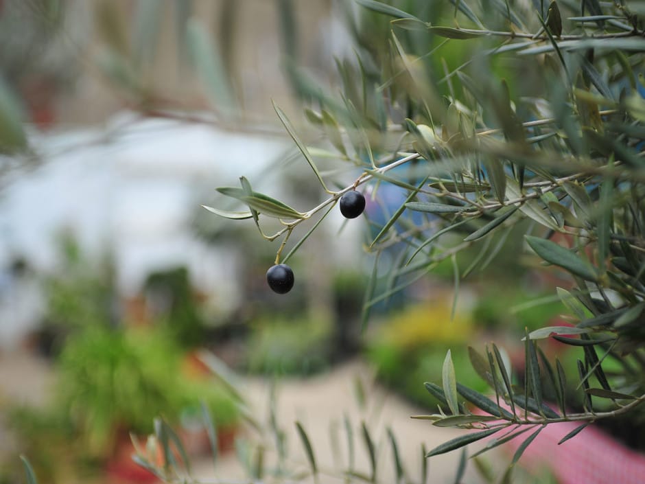 Arbequina vs Frantoio Olive Tree