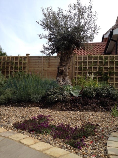 garden design and build service-Norfolk-Suffolk- testimonial-recommendation-Olive trees-architectural plants