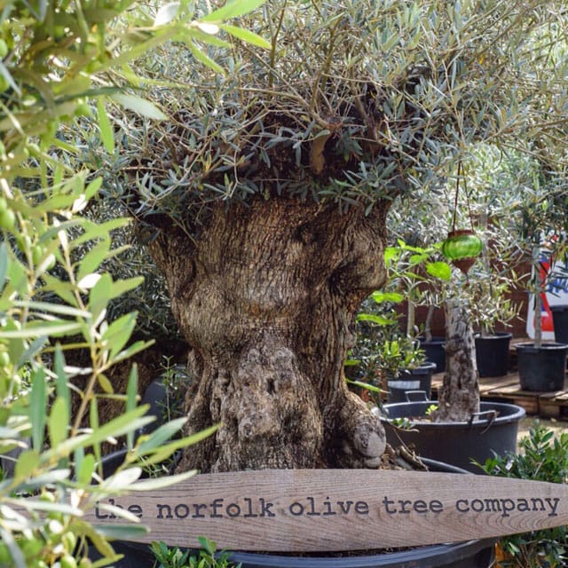 Gnarled ancient olive tree for sale. Impressive girth of 6ft diameter