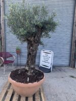 Big bonsai Olive Tree in a bowl.