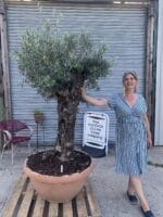 Big bonsai Olive Tree in a bowl.