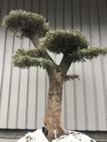 Cloud Olive Tree for sale.