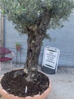 Big bonsai Olive Tree in a bowl.