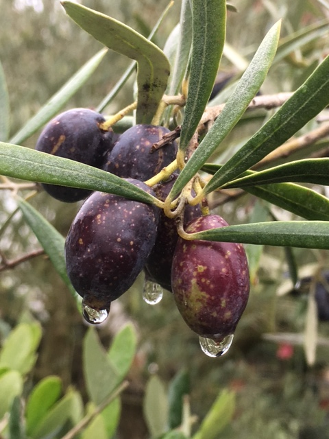 Fruiting olive tree