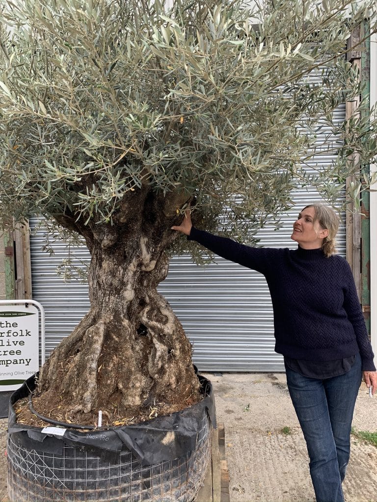 Large olive tree gnarled trunk