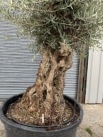 Olive tree impressive trunk