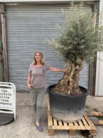 Olive tree impressive trunk