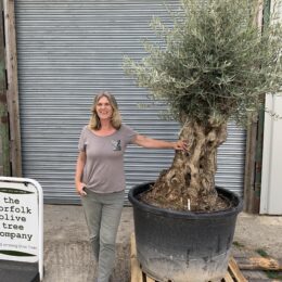 Olive tree impressive trunk