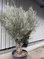 Ancient Olive Tree