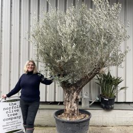 Ancient Olive Tree For Sale.