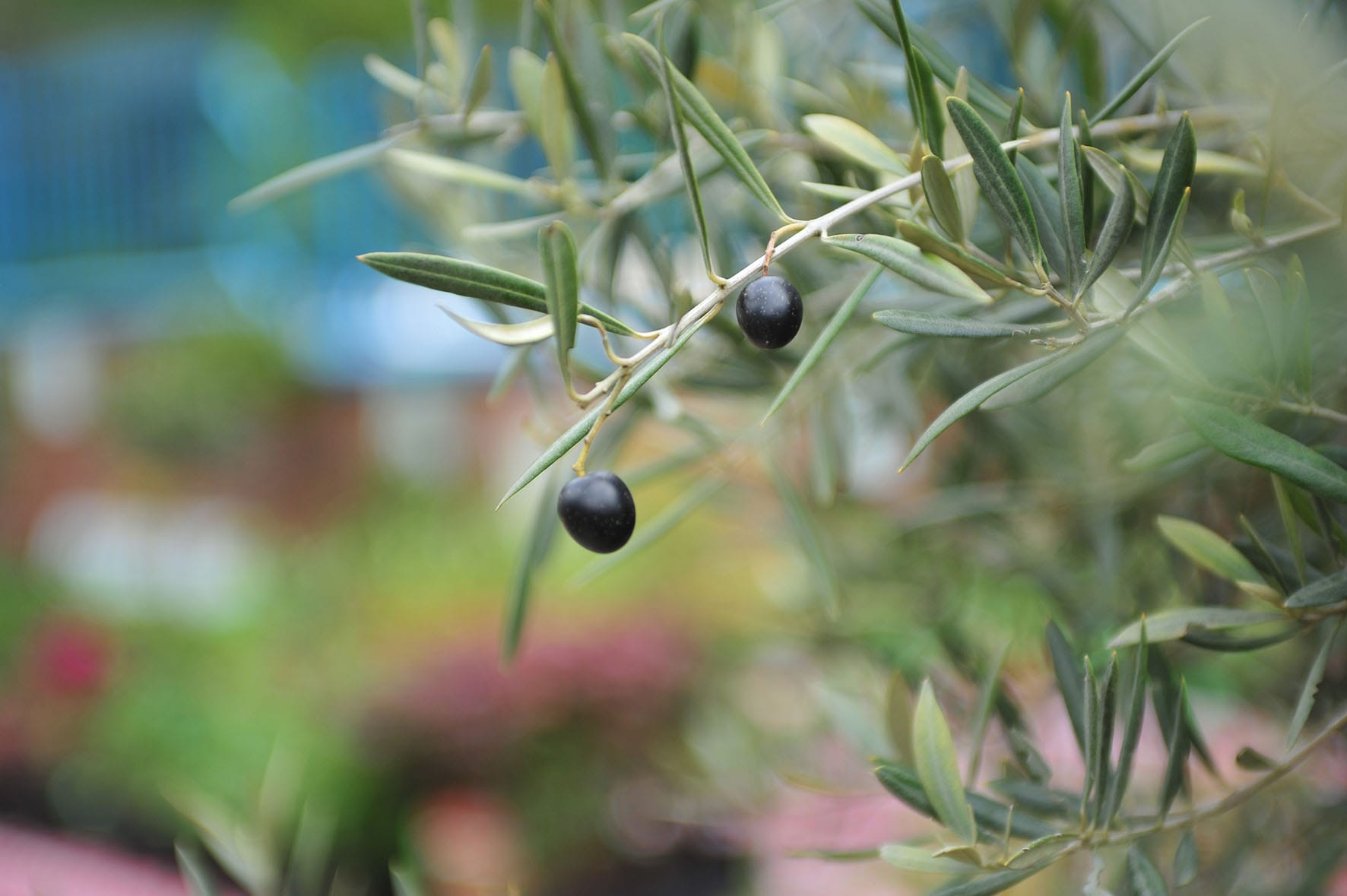 Growing an Olive treeAll you need to know The Norfolk Olive Tree Company