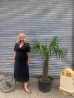 Trachycarpus fortunei For sale.