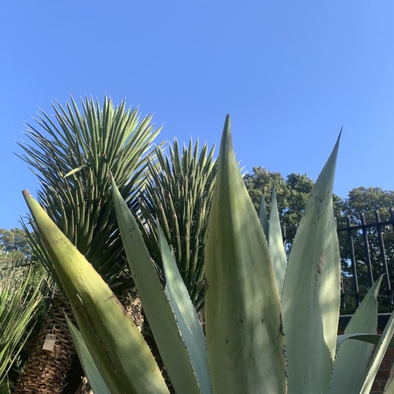 Architectural Plants Make a Statement The Norfolk Olive Tree Company