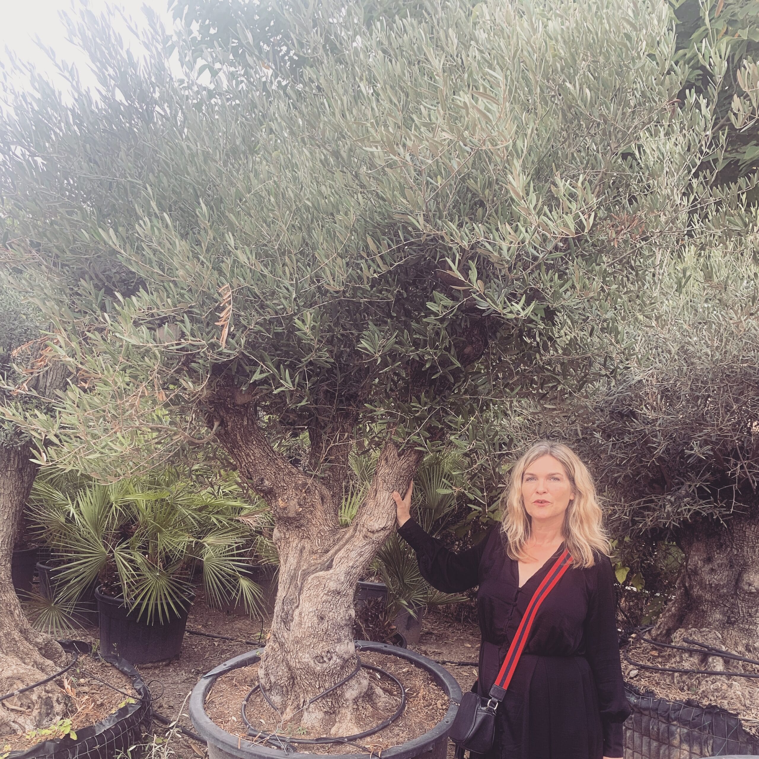 The Timeless Beauty of Ancient Olive Trees - The Norfolk Olive