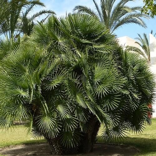 Chamaerops Humilis | Tropical Palm - The Norfolk Olive Tree Company