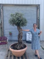 Bonsai Olive tree