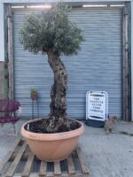 Bonsai Olive tree