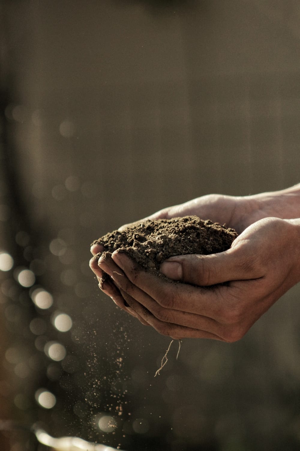 What is the best fertilizer for olive trees The Norfolk Olive Tree Company