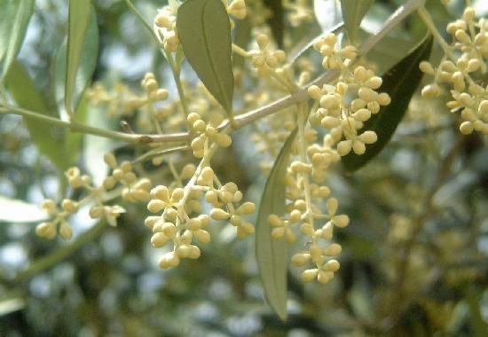 Frutificação da flor da oliveira