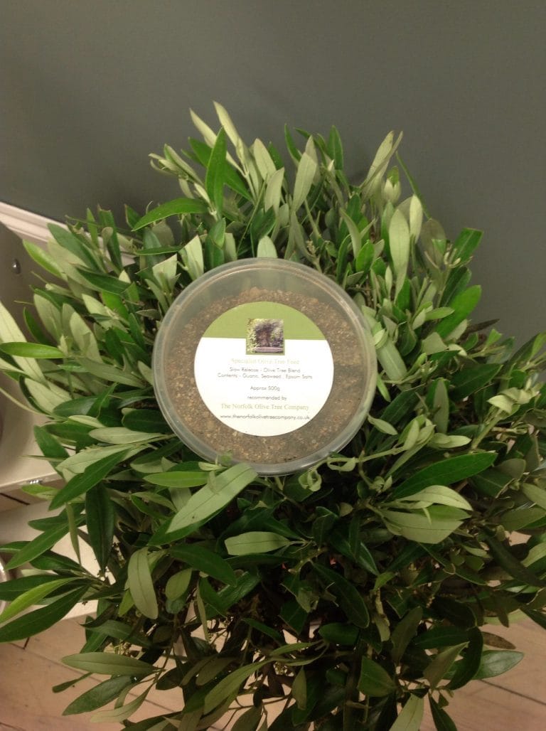 What is the best fertilizer for olive trees The Norfolk Olive Tree