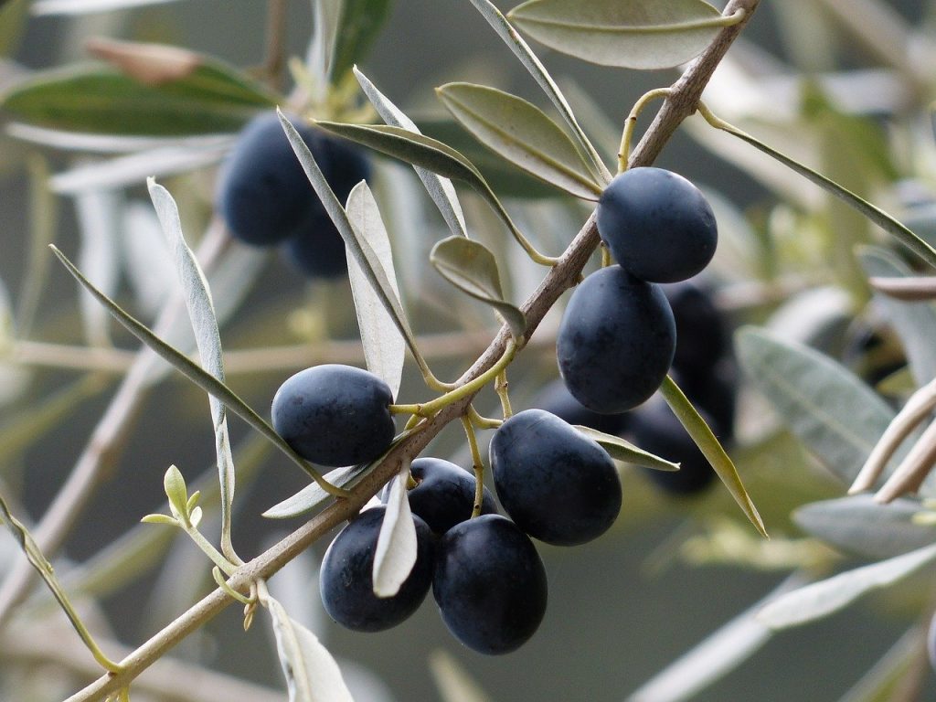 What is the best fertilizer for olive trees