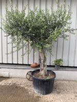 Mature Olive Tree in pot.