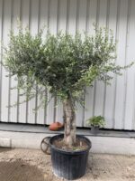 Mature Olive Tree in pot.