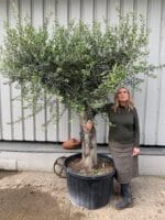 Mature Olive Tree in pot.