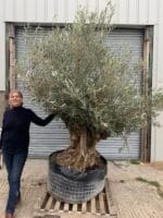 Large olive tree gnarled trunk