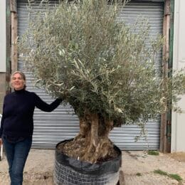 Large olive tree gnarled trunk