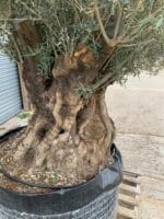 Large olive tree gnarled trunk