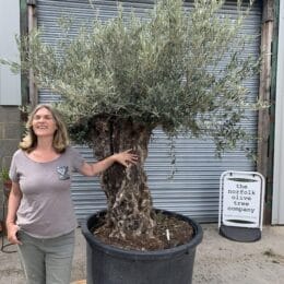 Ancient Olive tree with gnarly trunk