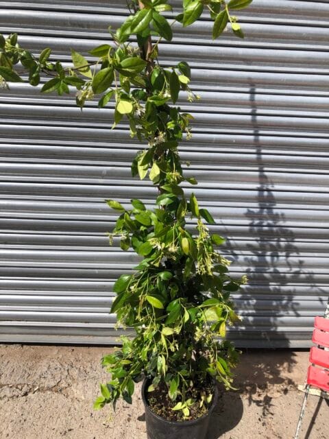 Trachelospermum jasminoides