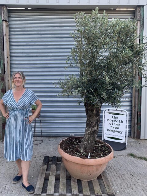 Gnarly Olive Tree