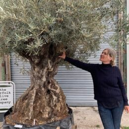 Ancient Olive trees