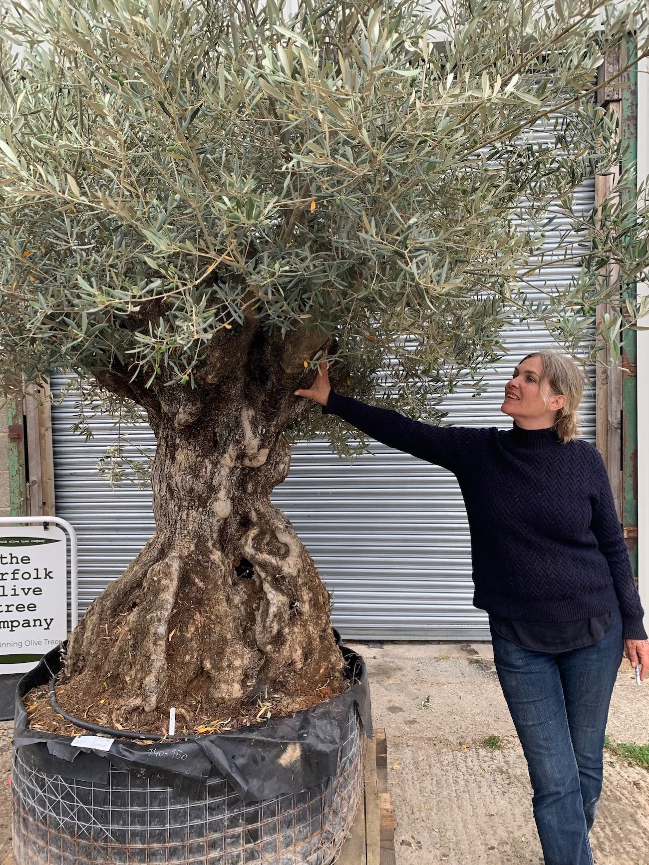 Ancient Olive trees - The Norfolk Olive Tree Company