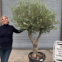 Mature olive trees (£300 -£600)