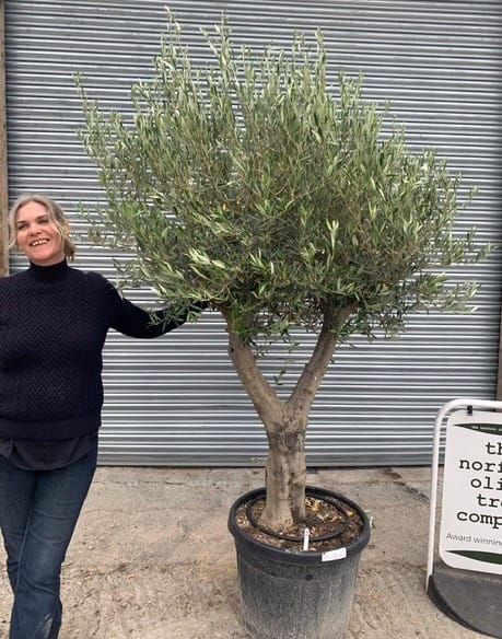 Olive Trees £300-£600