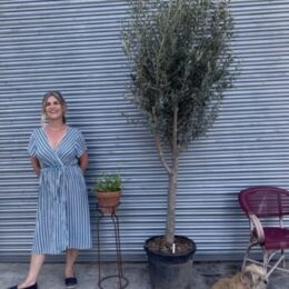 Young Olive trees (Under £300)