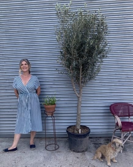 Young Olive trees (Under £300)