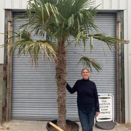 Palm Trees For Sale Online.