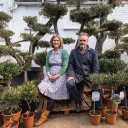 Topiary olive trees