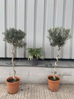 Pair of Twisted stem olive trees